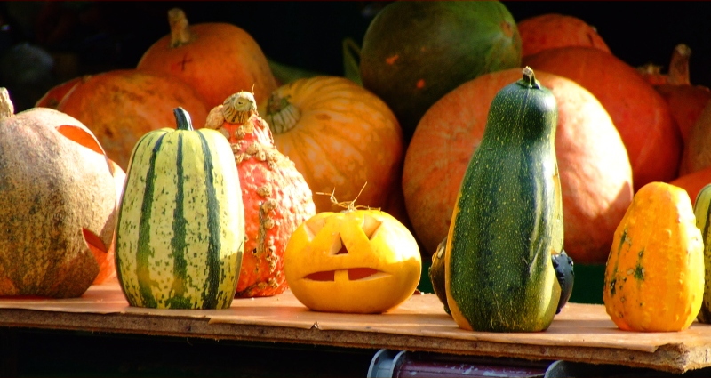 various colored pumpkins and squash on a table