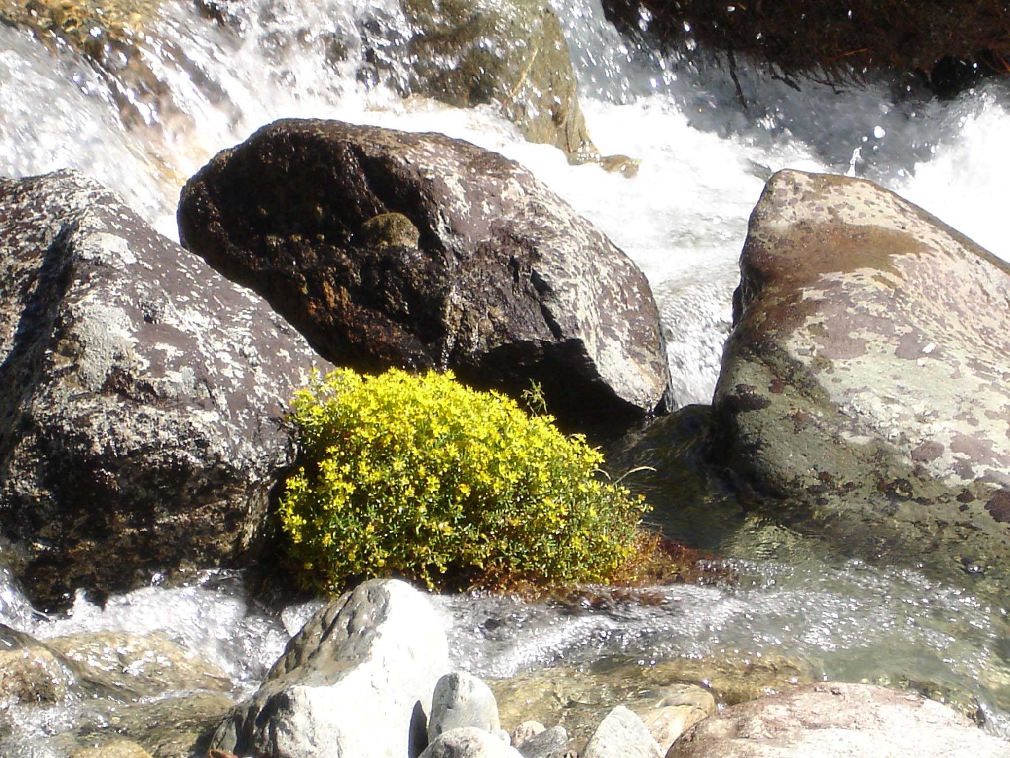 some rocks and plants with some water