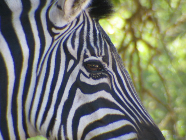 a close up s of a zes head