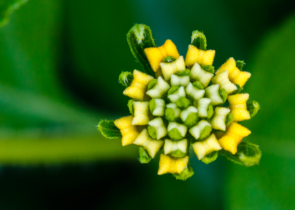 the yellow and white flower is close to green leaves