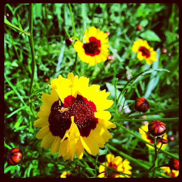 a yellow flower with red center surrounded by yellow and red flowers