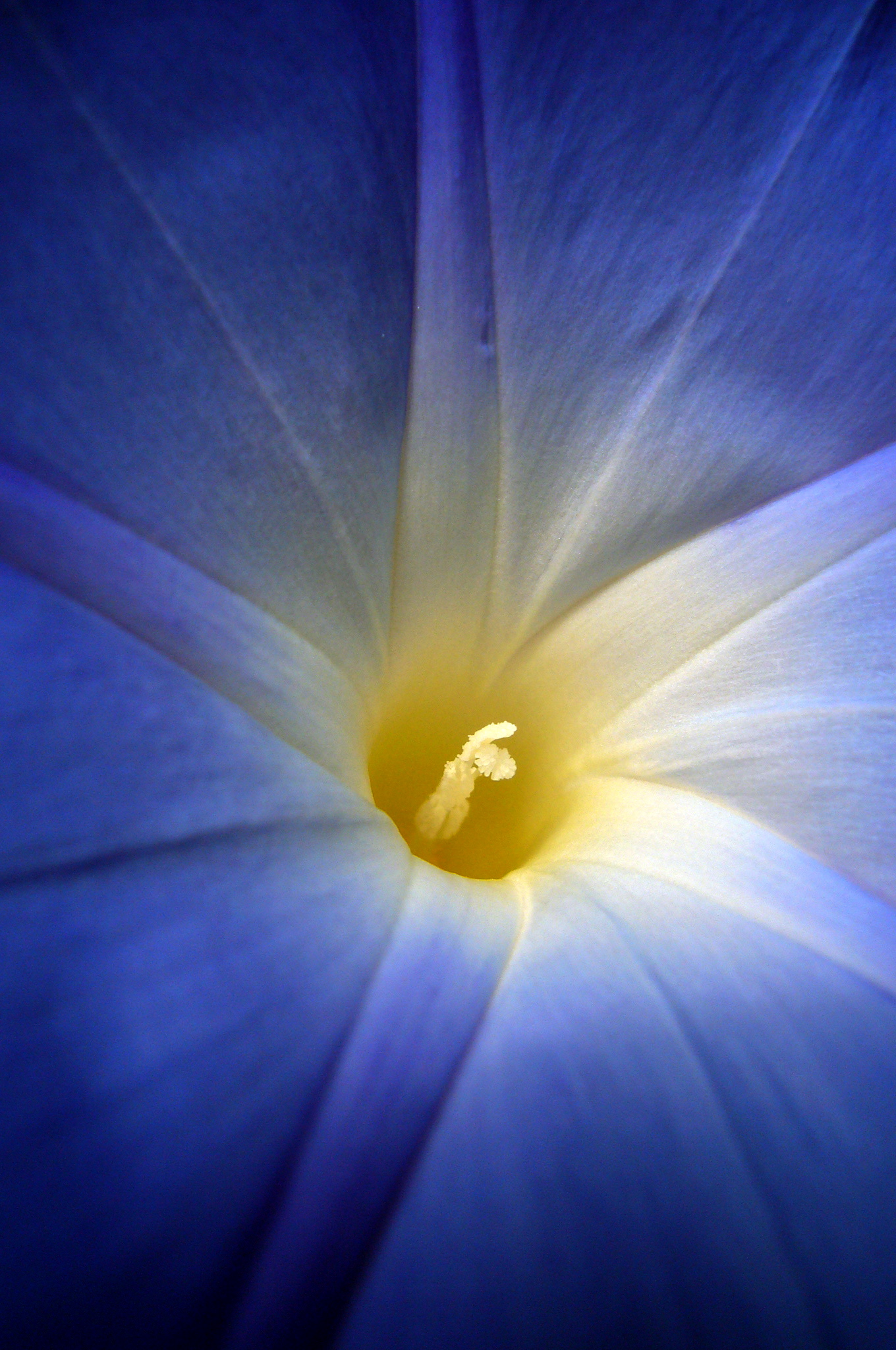 a white flower is seen in a close up po