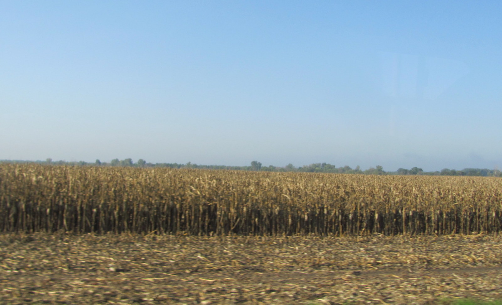 a large field that is next to a field with some brown plants