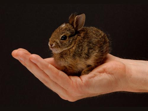 a person holding a small brown and black bunny in their hand