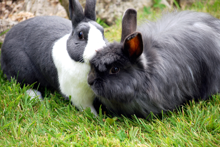 two bunnies laying on the ground in some grass