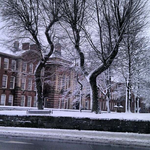 trees in front of buildings under the snow