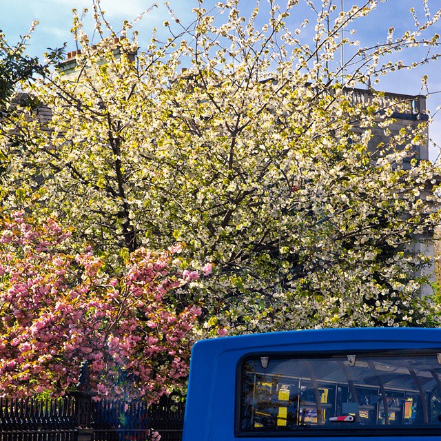 bus driving on street with flowering trees in the background