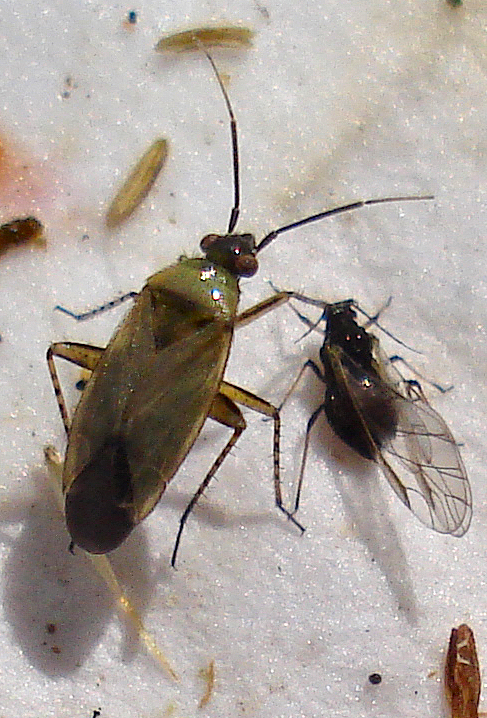 two flies sit on the top of a sheet of cloth