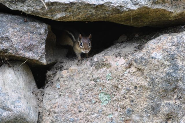 a small chipper sits in the opening to some rocks