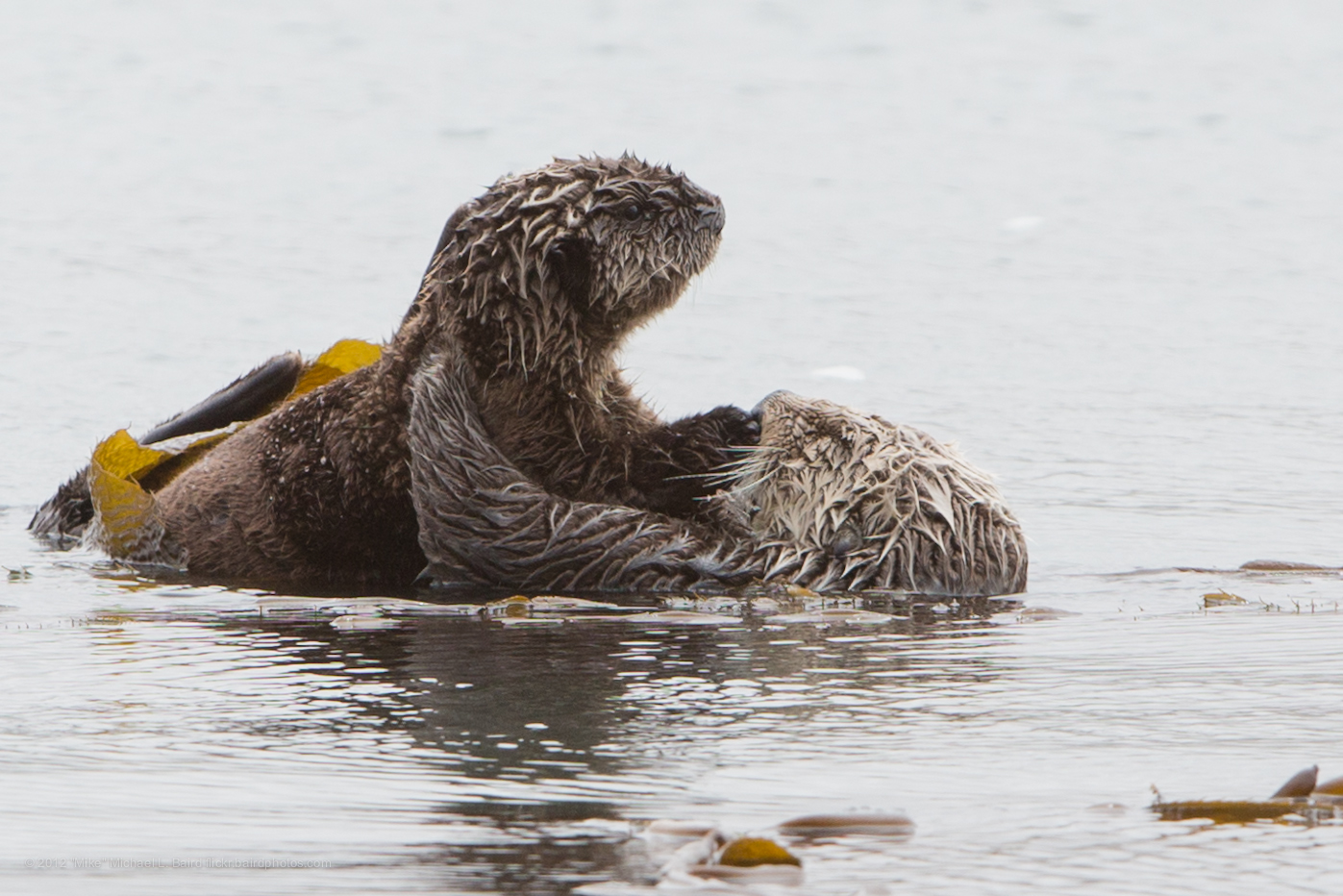 two beavers wrestling in the lake water