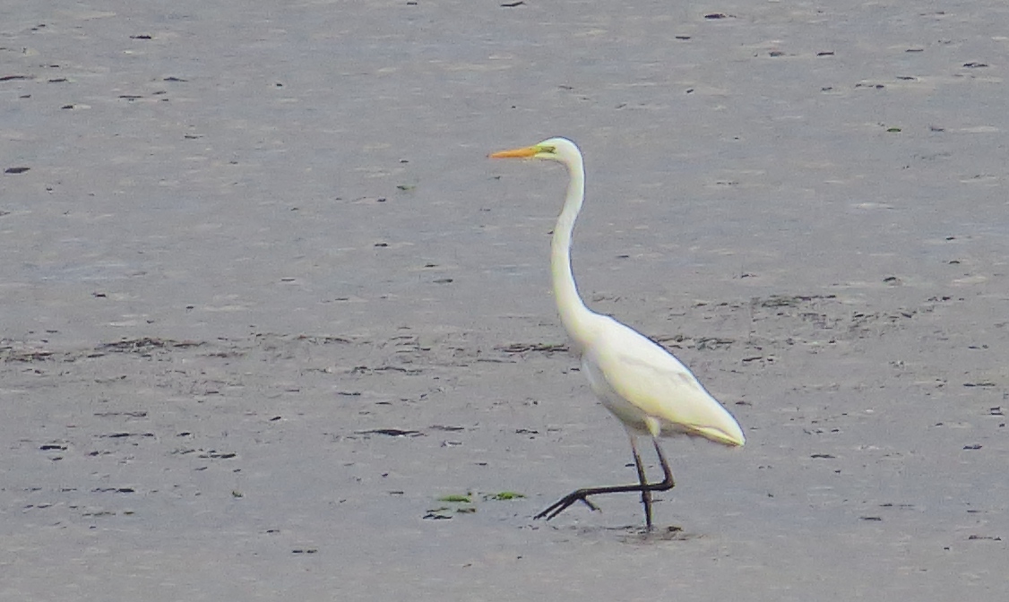 a white bird with a yellow beak is standing on wet ground