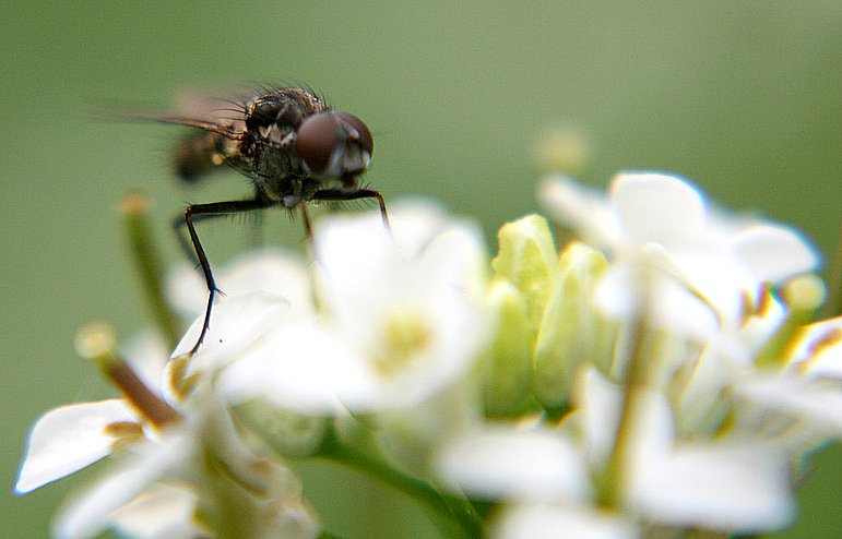 a close up po of a fly on top of some flowers