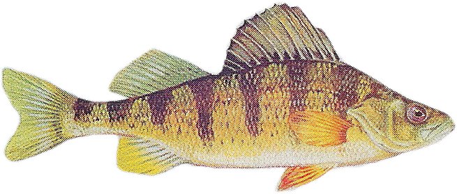 a large fish is shown with yellow spots on it
