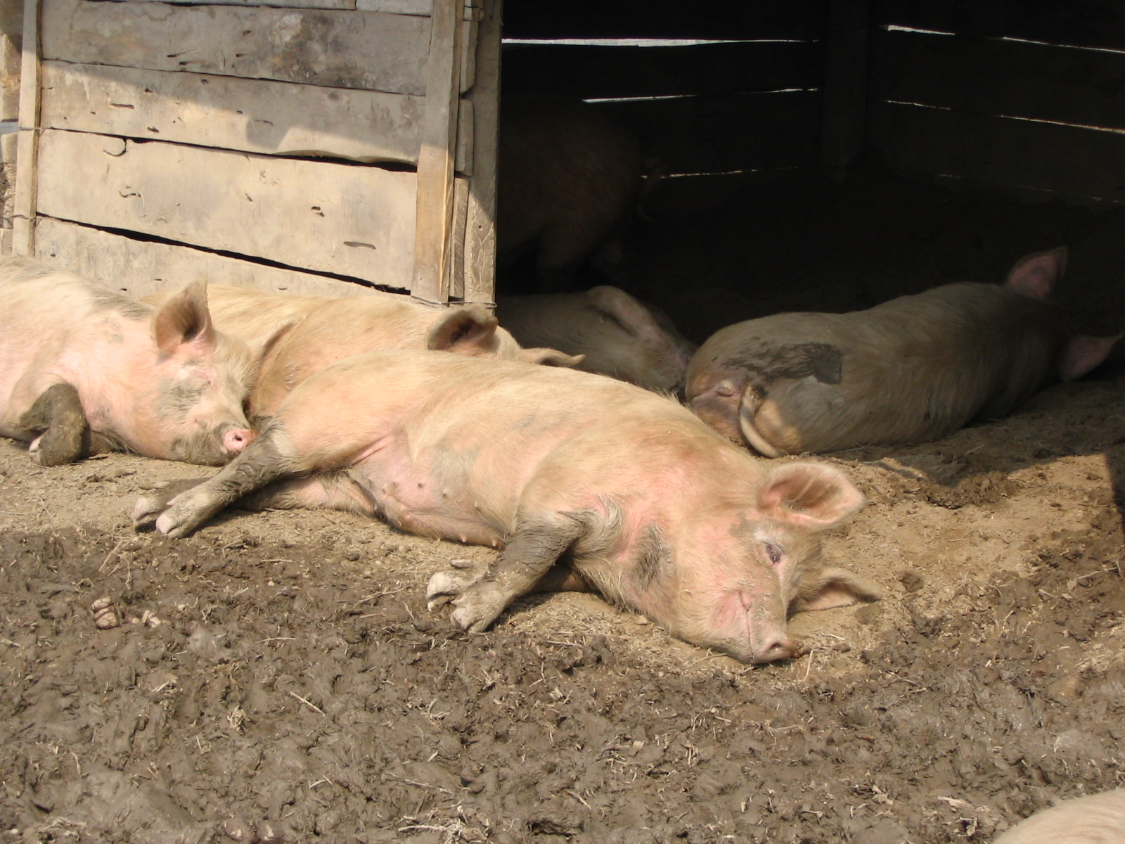 three pigs laying down inside an animal pen