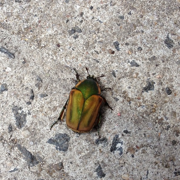 a longhorn beetle crawling across an urban area