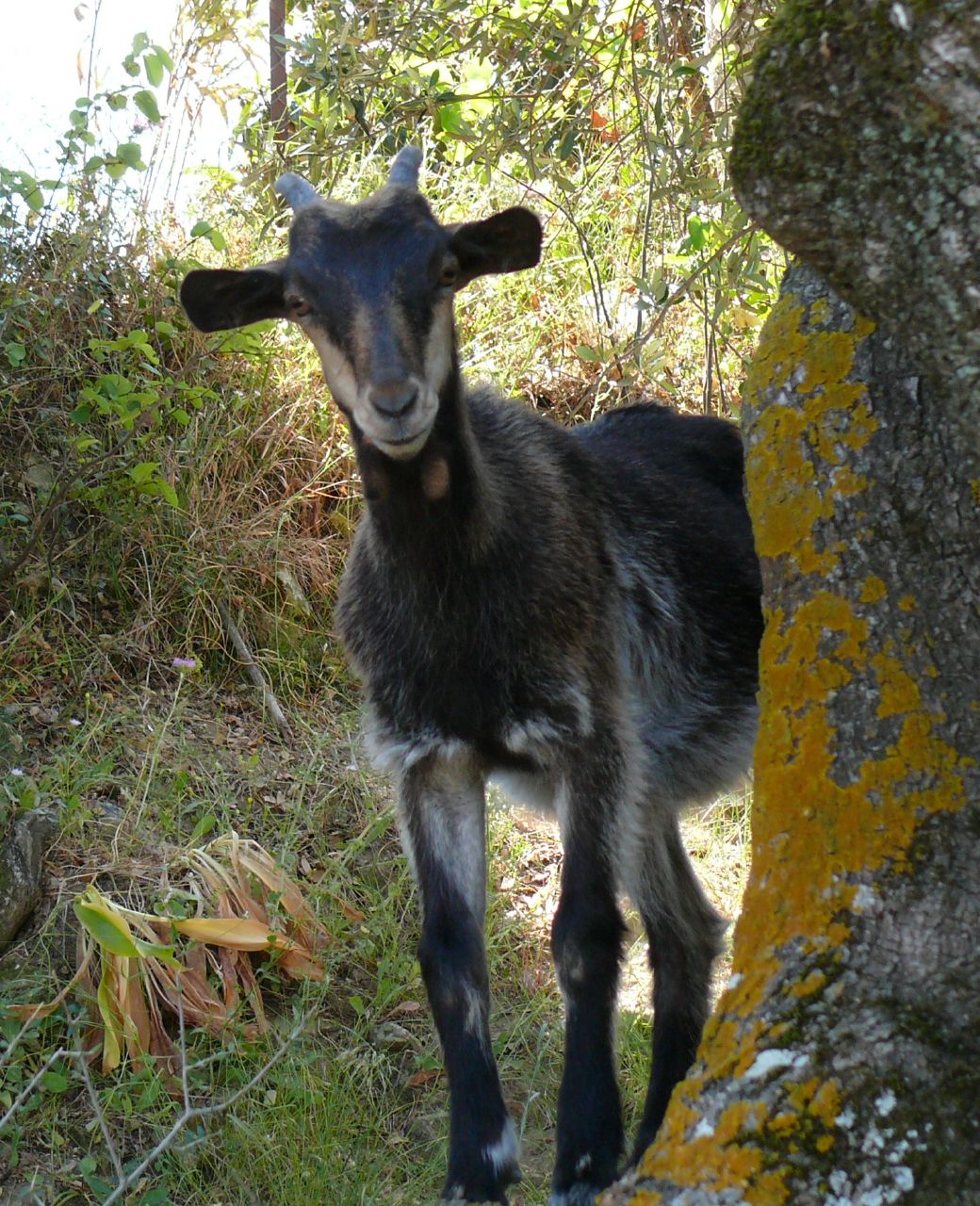 a very cute small goat standing by a tree