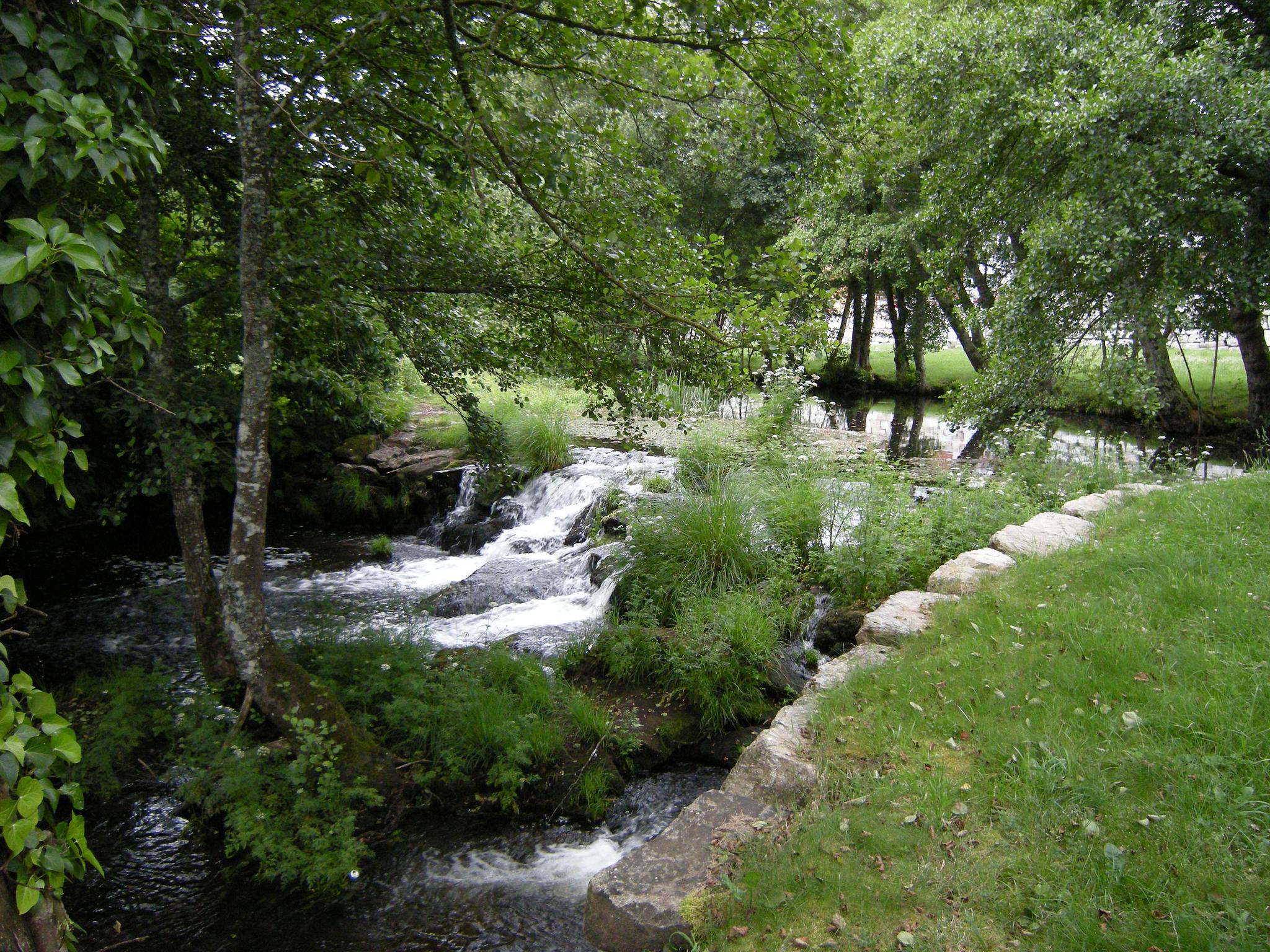 a small stream that flows under a lot of trees