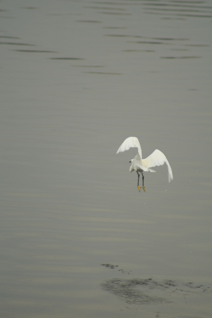 white birds stand in water with their wings spread out