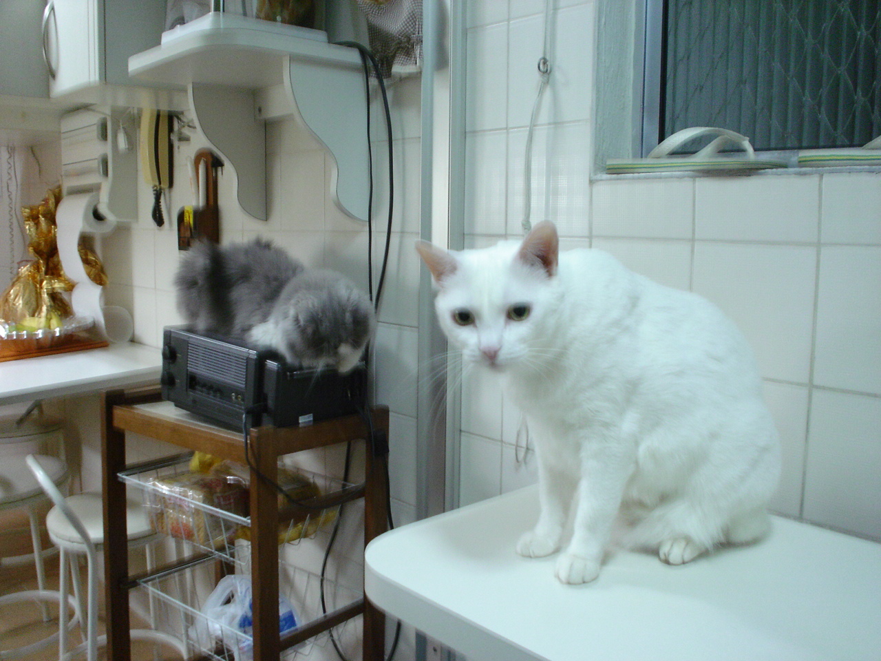 two white cats sitting on the edge of a counter