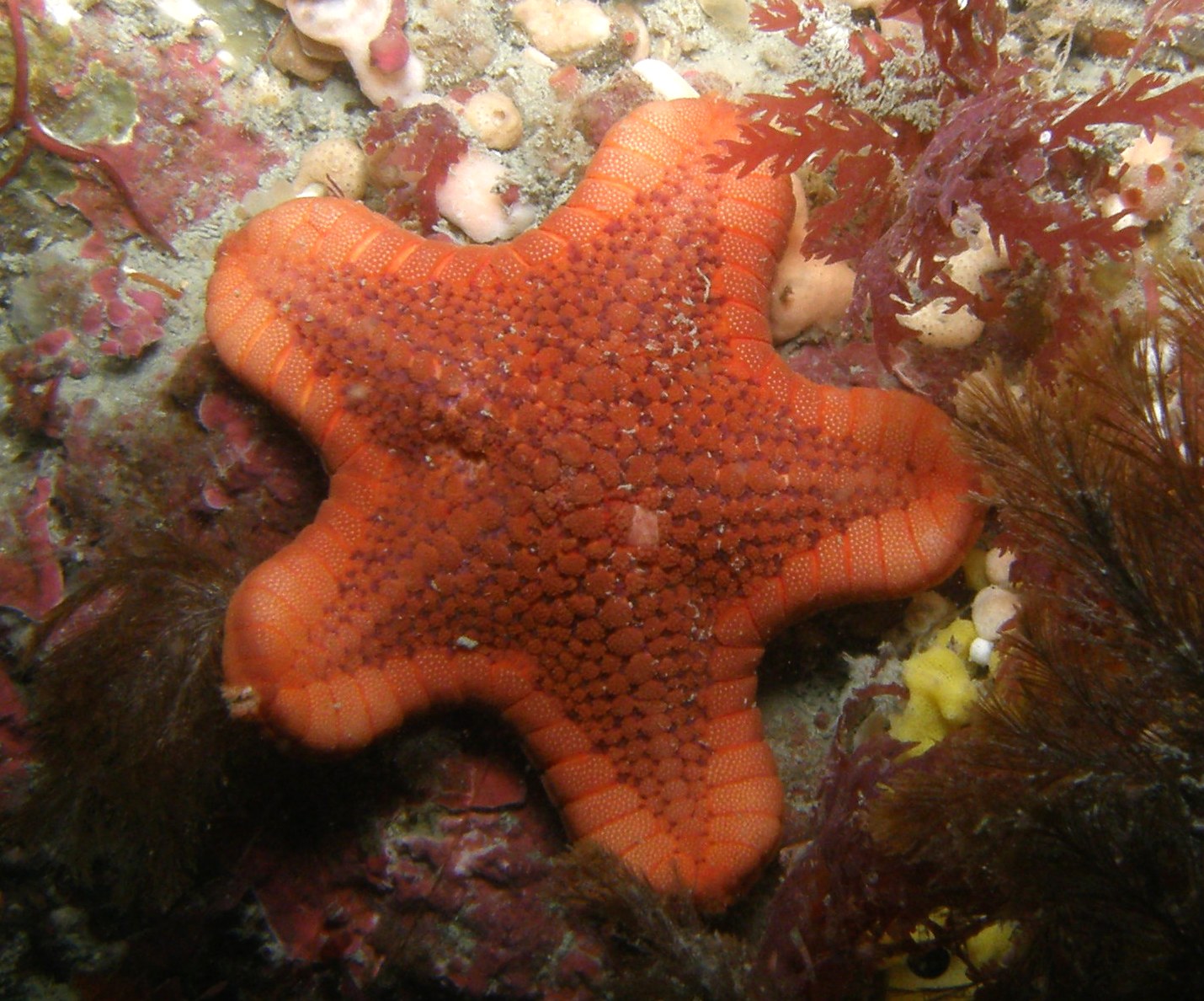 a big orange starfish on a coral reef