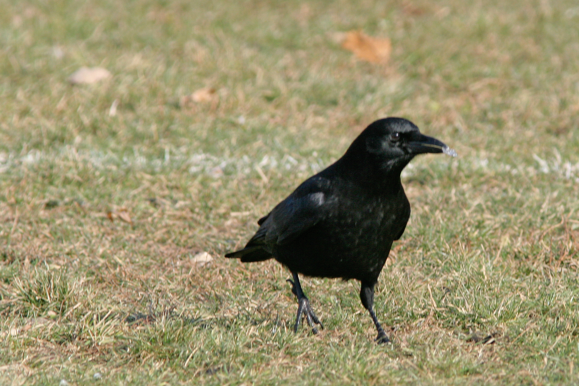 a black bird is standing in a field