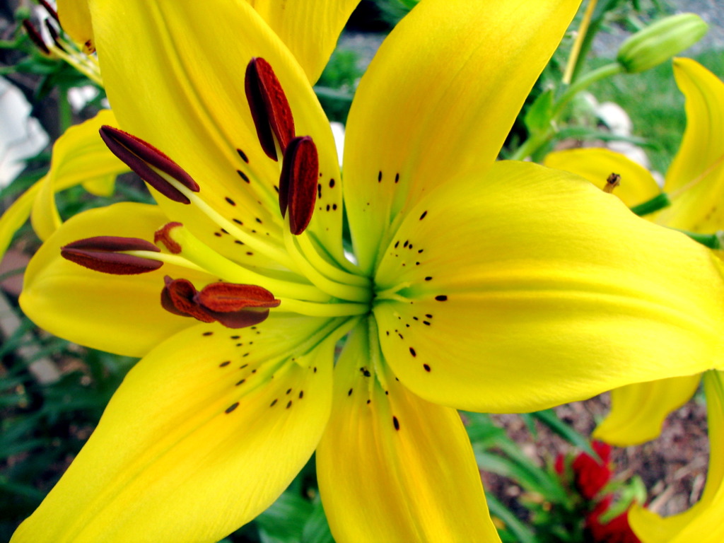 some yellow flowers that are blooming on a sunny day