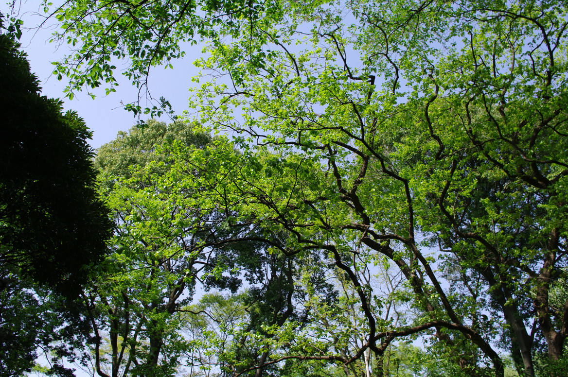 lots of treetops and trees that have green leaves