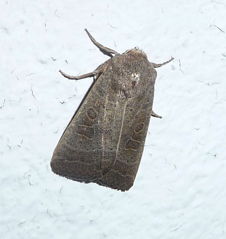 a large gray moth floating in the snow