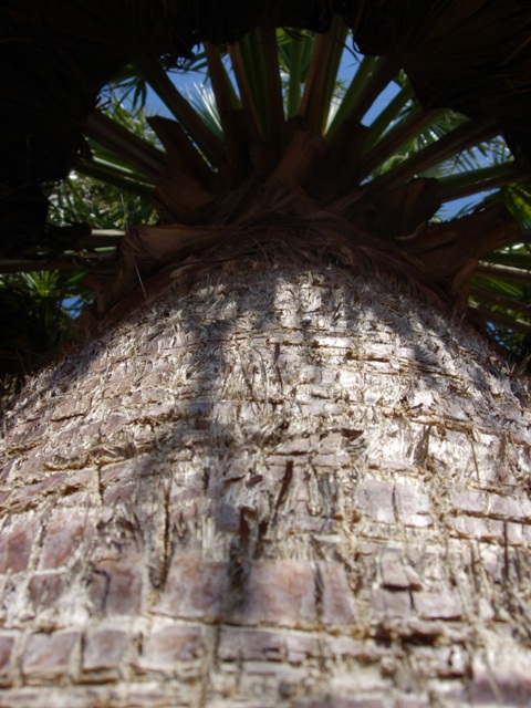 the top of a large palm tree with bright sunlight streaming through it
