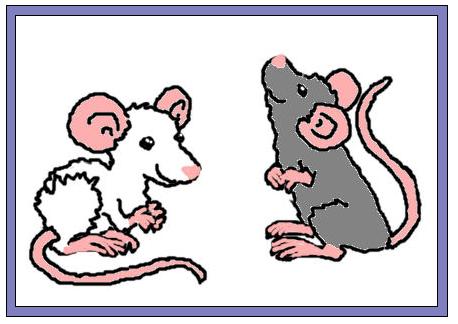 a rat and a mouse in each other's hands