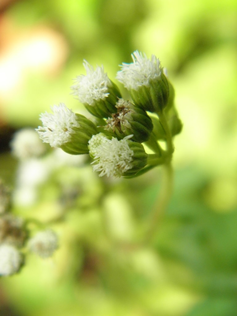 close up of white flowers with blurred green background