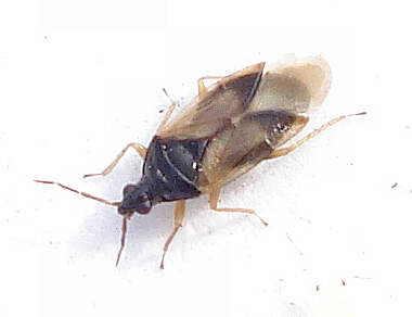 a close up of a bug on a white surface