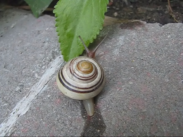 small snail resting on rock with green leaves