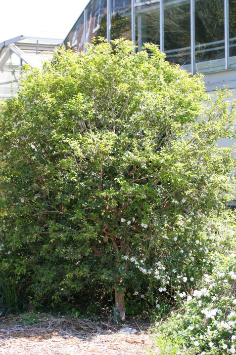 a large tree near some bushes and some buildings