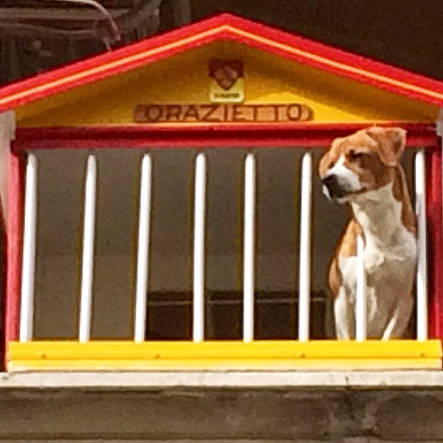 a dog sits on the upper deck of a building