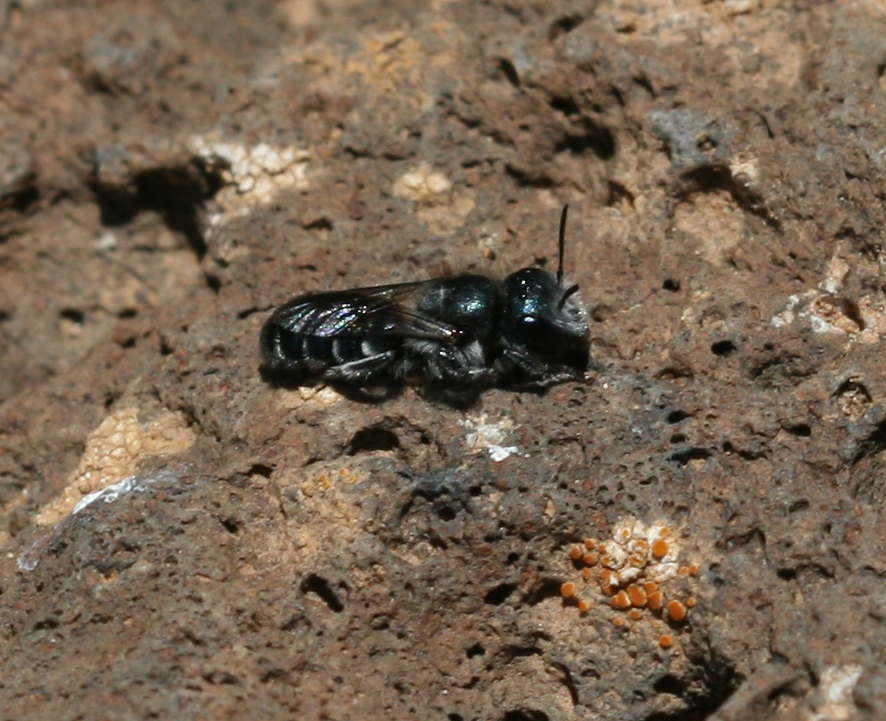 a black bug sitting on top of a rock