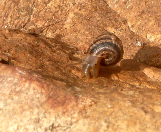 the slug is crawling up the cliff wall