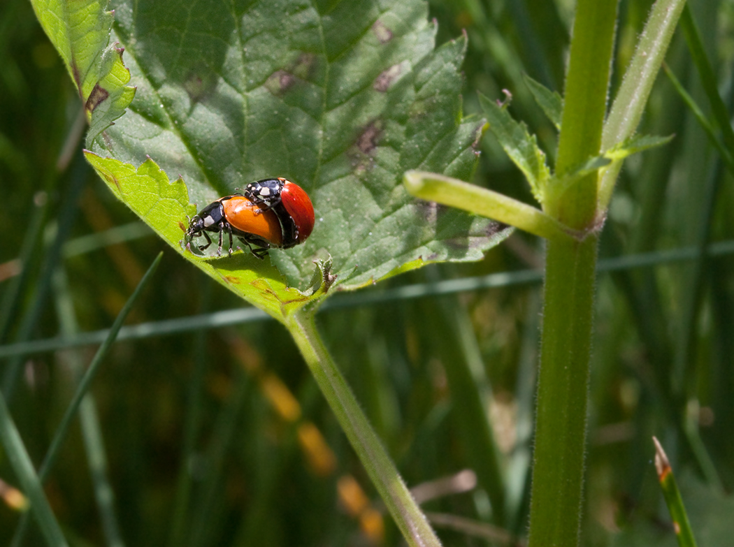 a lady bug crawling on the side of a green plant