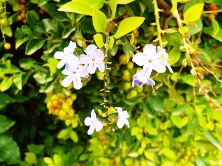 the blue flowers are blooming with green leaves