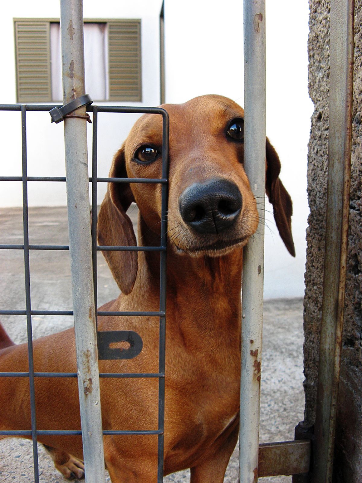 an orange dachshund puppy peeking out through a cage