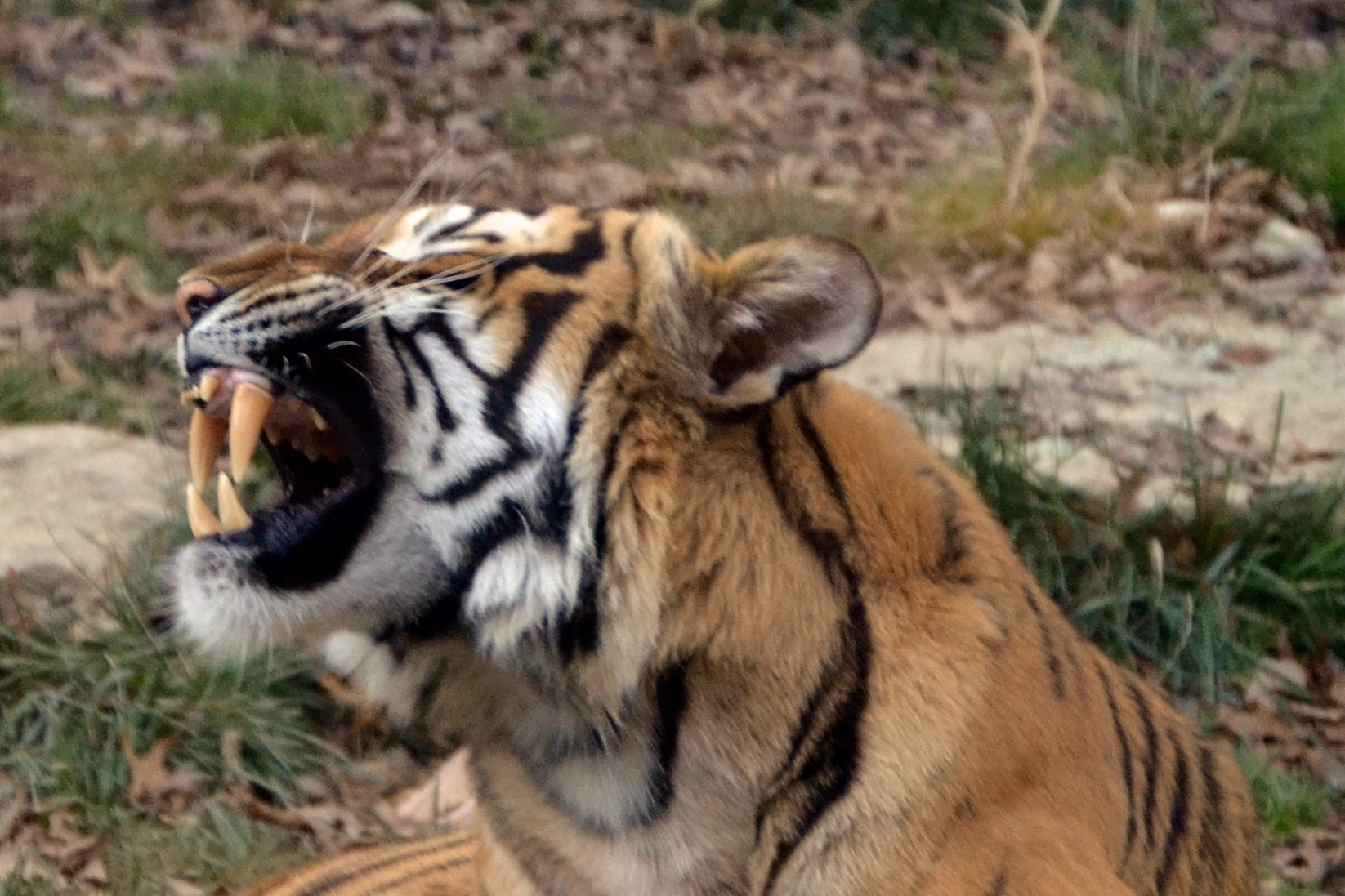 a tiger holding soing in its mouth and growling