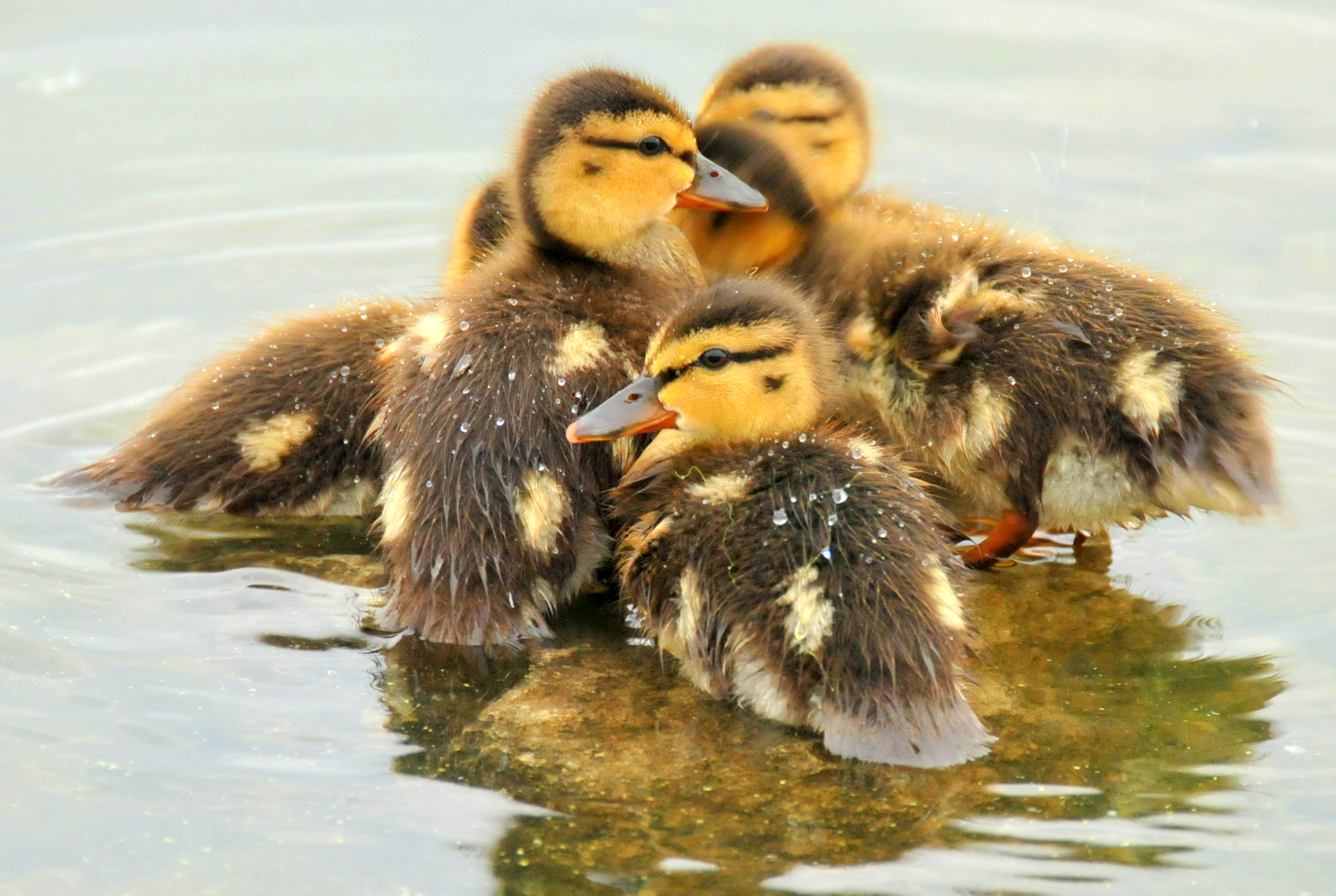 four baby ducks are playing on the water