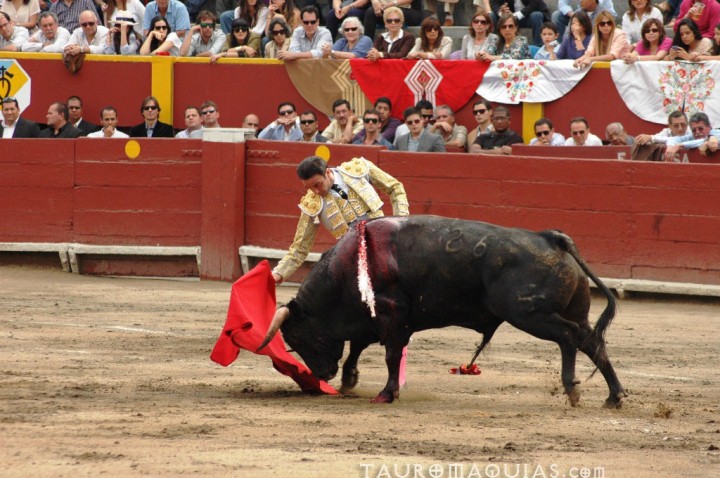 a man trying to get his bull out of the ground