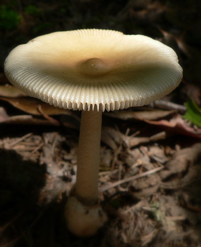 a yellow mushroom growing in the forest next to a grass field