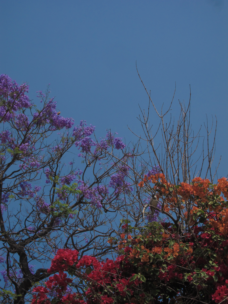 a jet flying over colorful trees and flowers