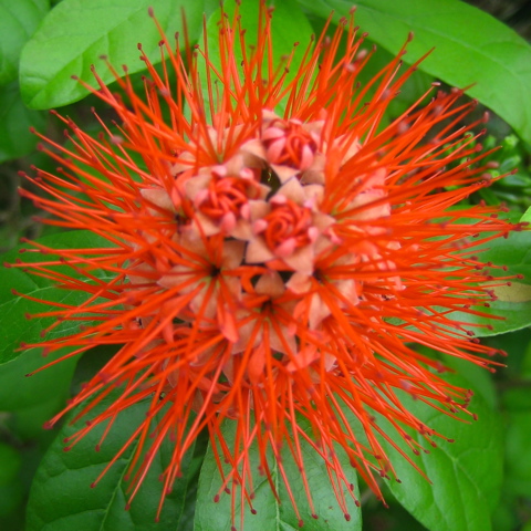 a very pretty orange flower with lots of leaves