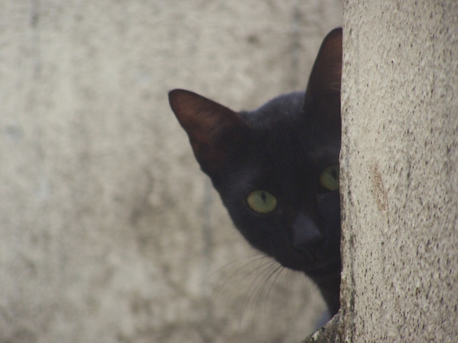 a close up of a black cat peering out from behind a rock