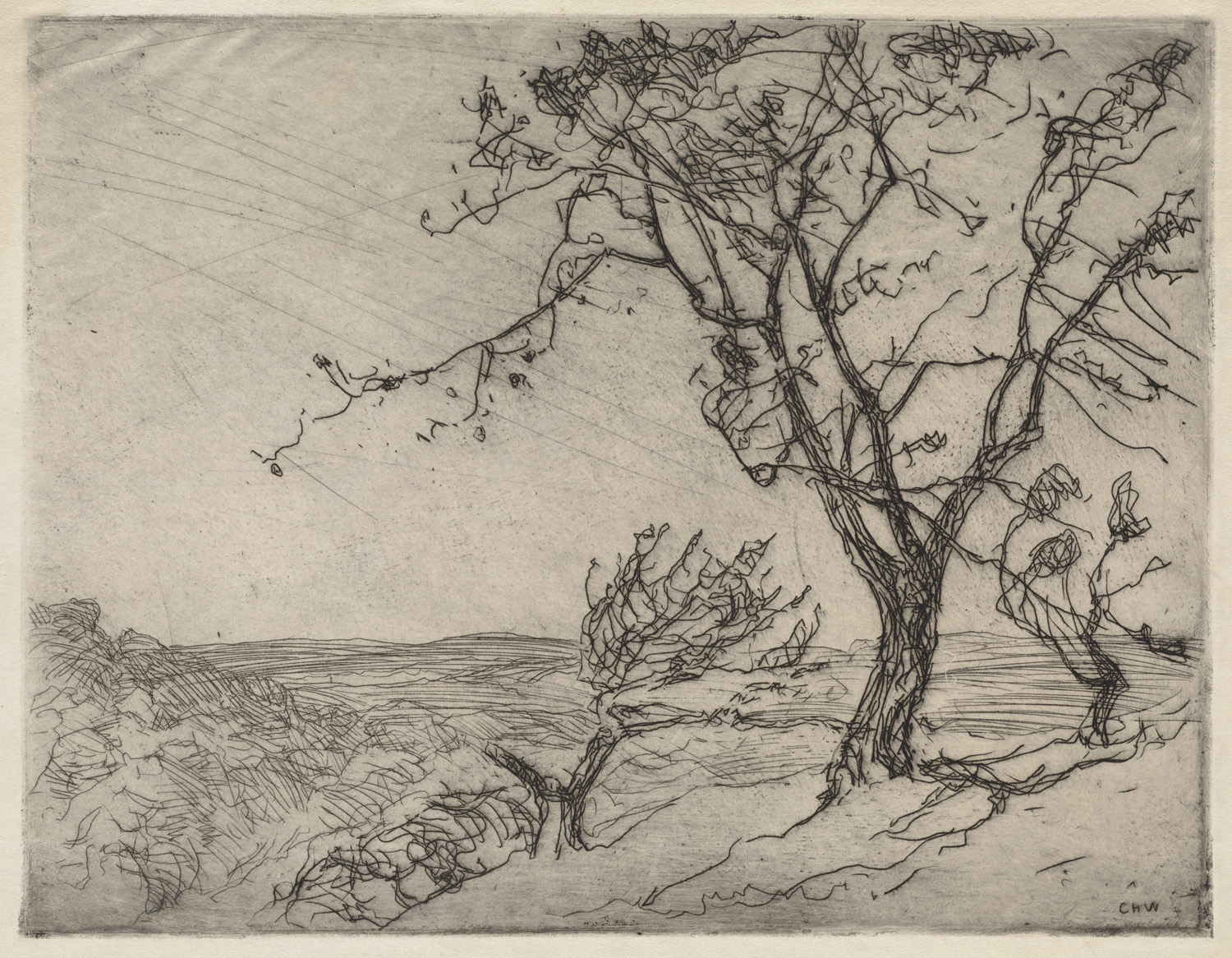 a pencil drawing of a tree on a beach