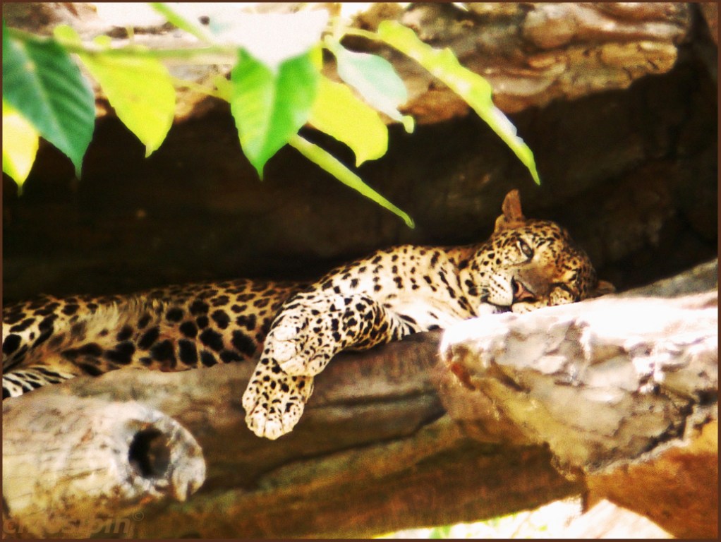 a large leopard that is laying down on a rock