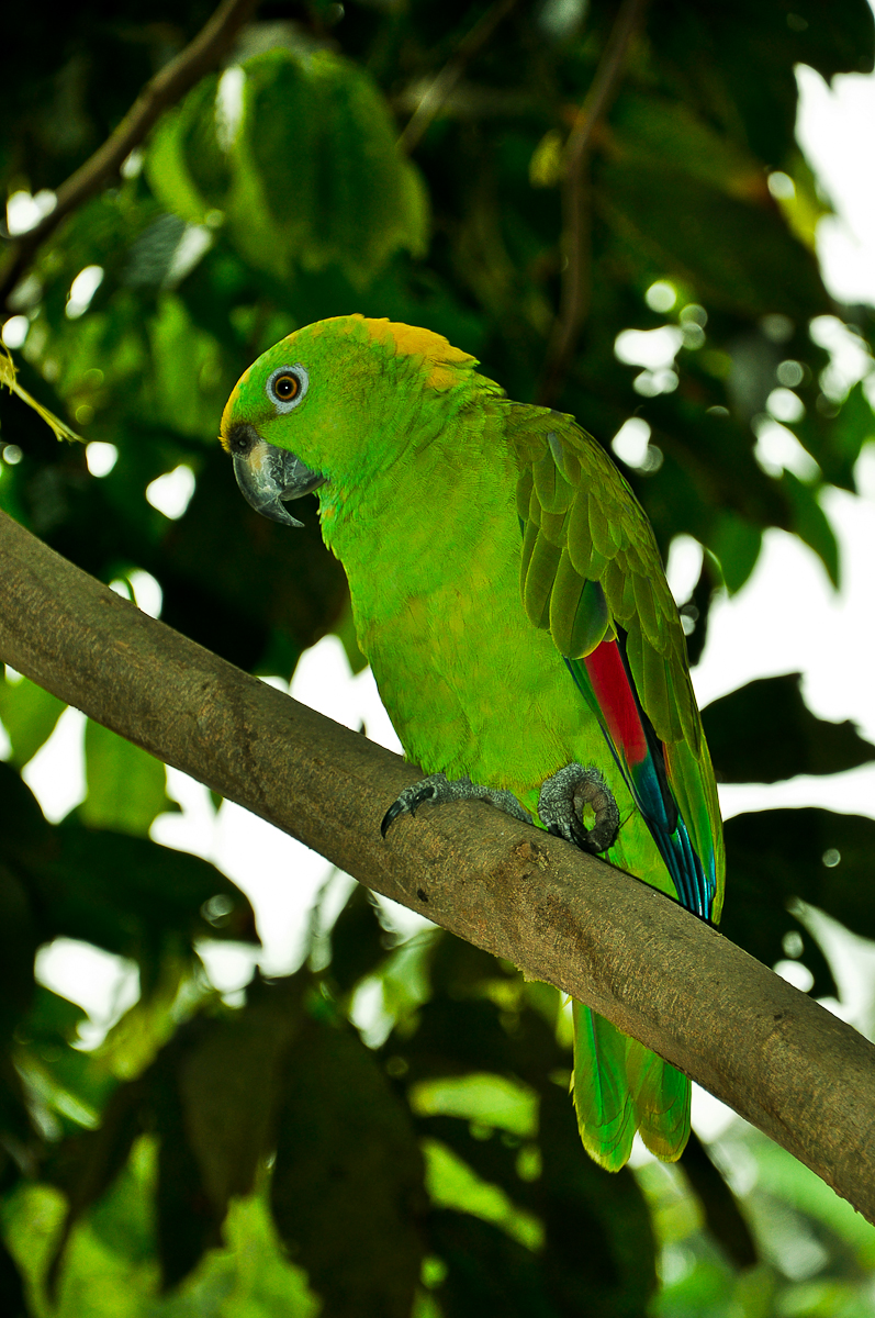 a green parrot perched on a tree nch